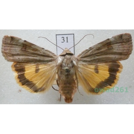 Noctua interposita (Hübner, 1790) Czech31